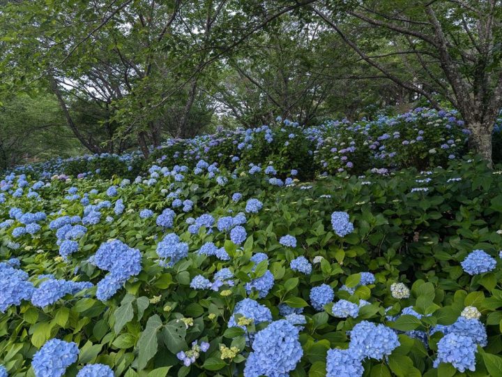 山沿いのあじさい2 