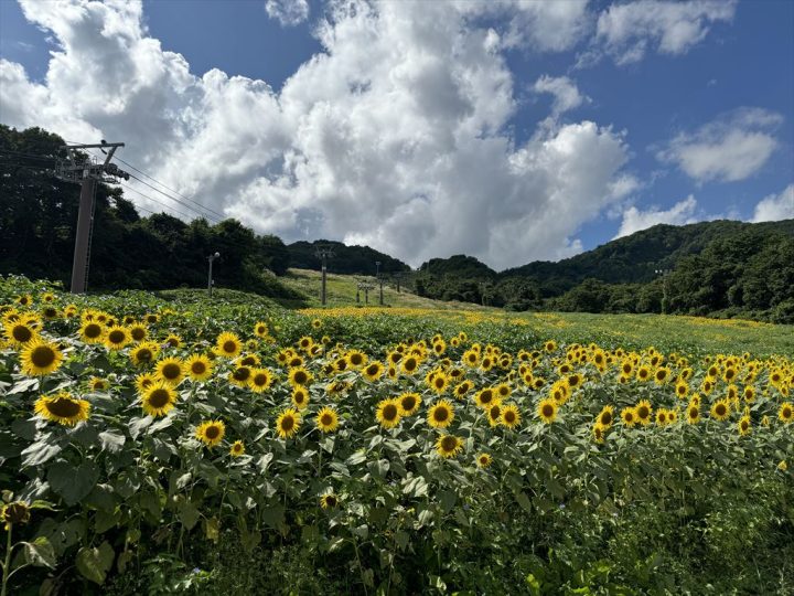 三ノ倉ひまわり