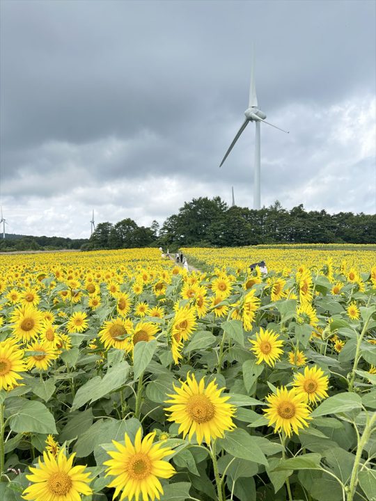 8月22日撮影