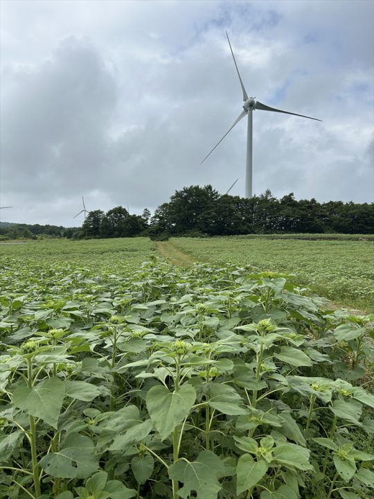 8月8日撮影