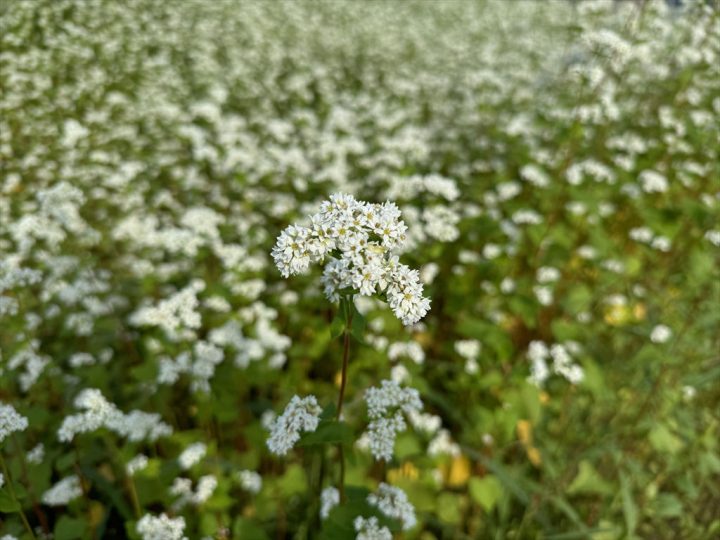 そばの花