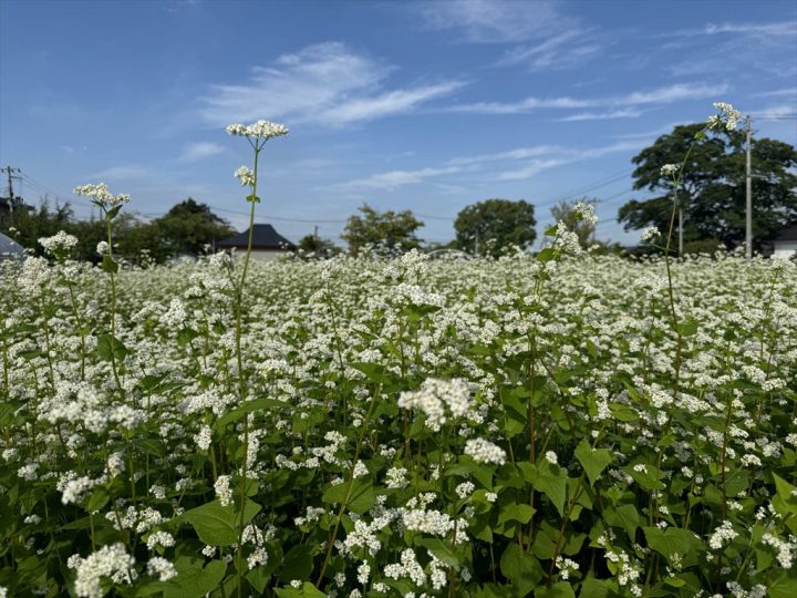 青空とそばの花