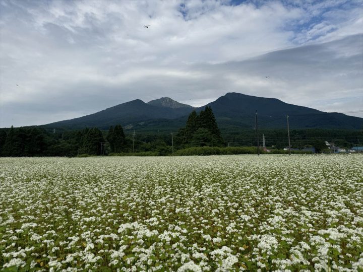 そばの花と磐梯山