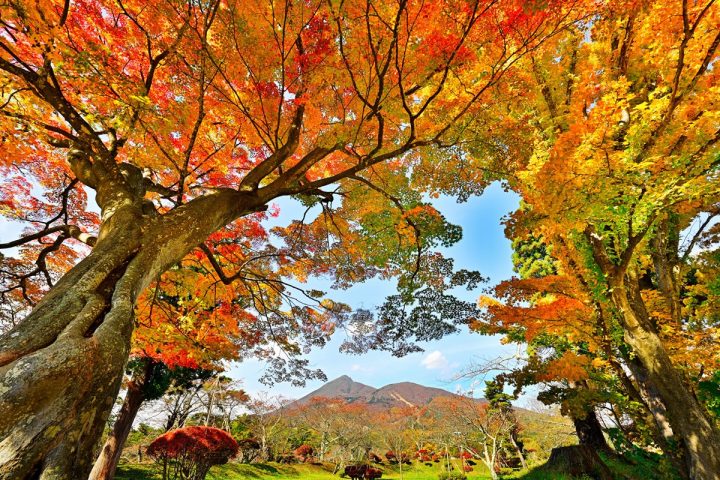 亀ヶ城公園の紅葉