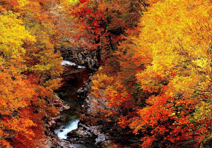 中津川渓谷の紅葉