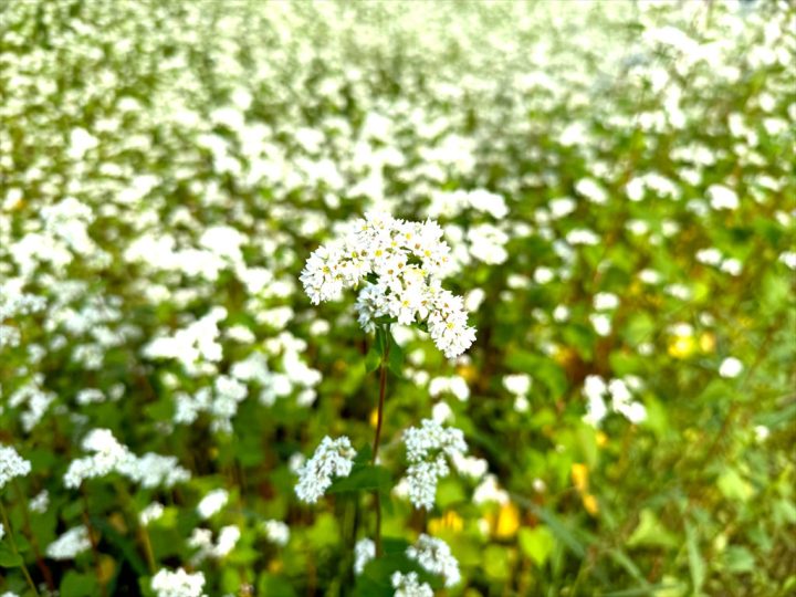 そばの花②