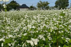 青空とそばの花