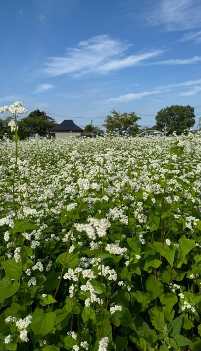 青空とそばの花