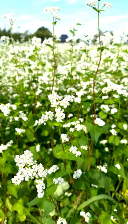 そばの花①