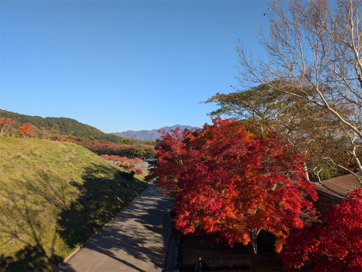 真っ赤な紅葉