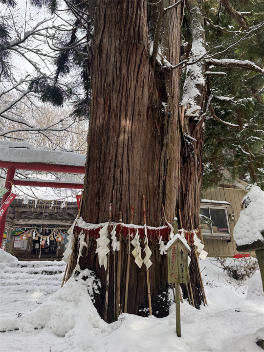 縁結び桜