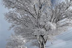 木に積もる雪