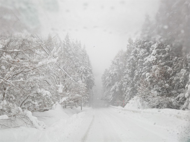 吹雪のしゃくなげ平入口