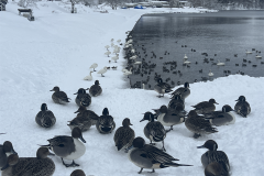 雪深い長浜