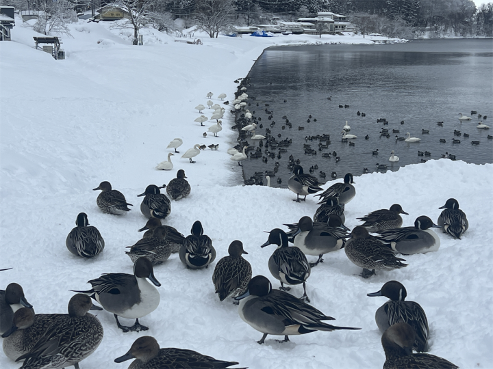 雪深い長浜